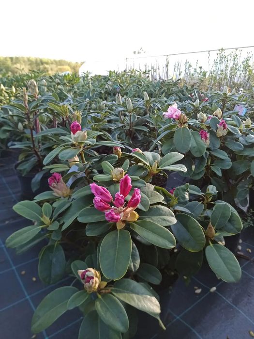 Różaneczniki, azalie japońskie