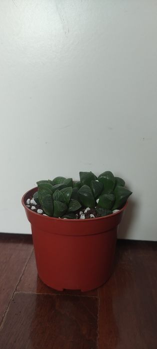 Suculentas, catos e plantas