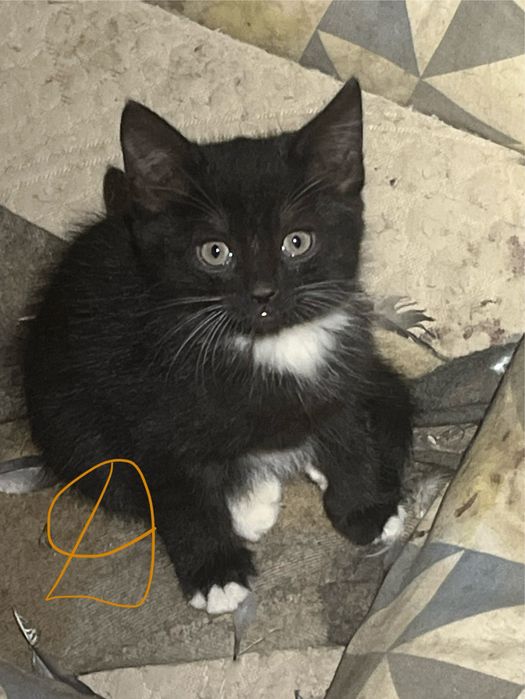 Котики у родину.Котик.Киця