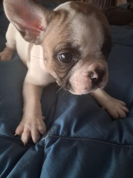 Bulldog frances fêmea