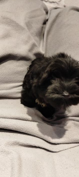 Yorkshire terrier Black pies