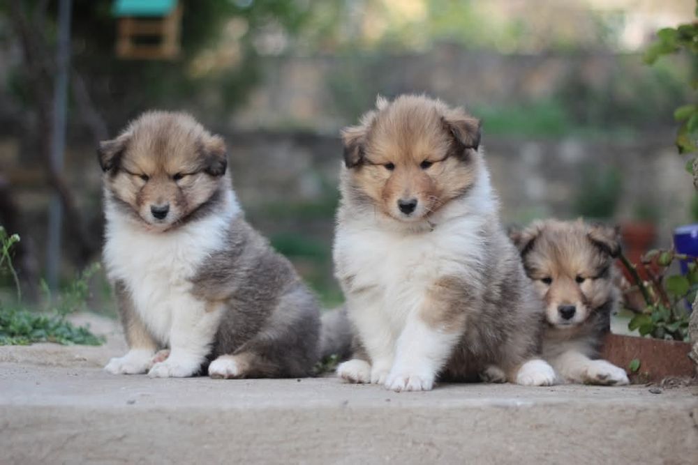 Коллі - руді цуценята.