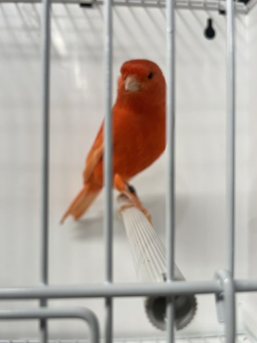 Canário Vermelho Intensivo
