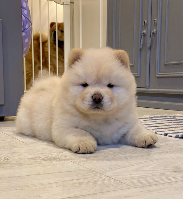 Chow Chow cachorro