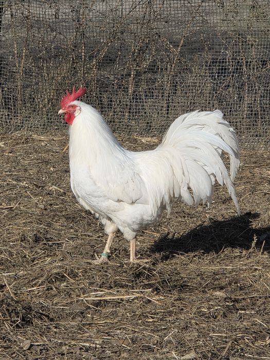 Jaja lęgowe leghorn, nioski, kury