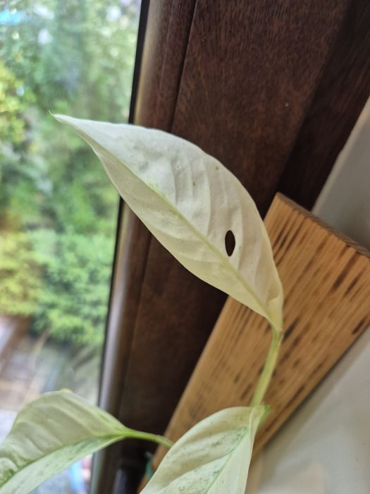 Monstera Laniata Mint