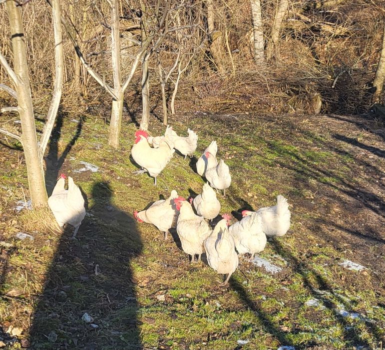 Бресс Гальський інкубаційні яйця