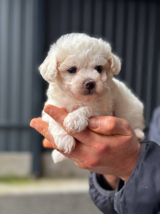 Бішон фрізе хлопчики