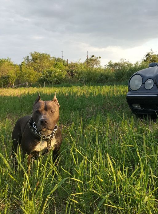 Американський піт-бультерєр стафф пітбуль шукає наречену в'язка Ковель