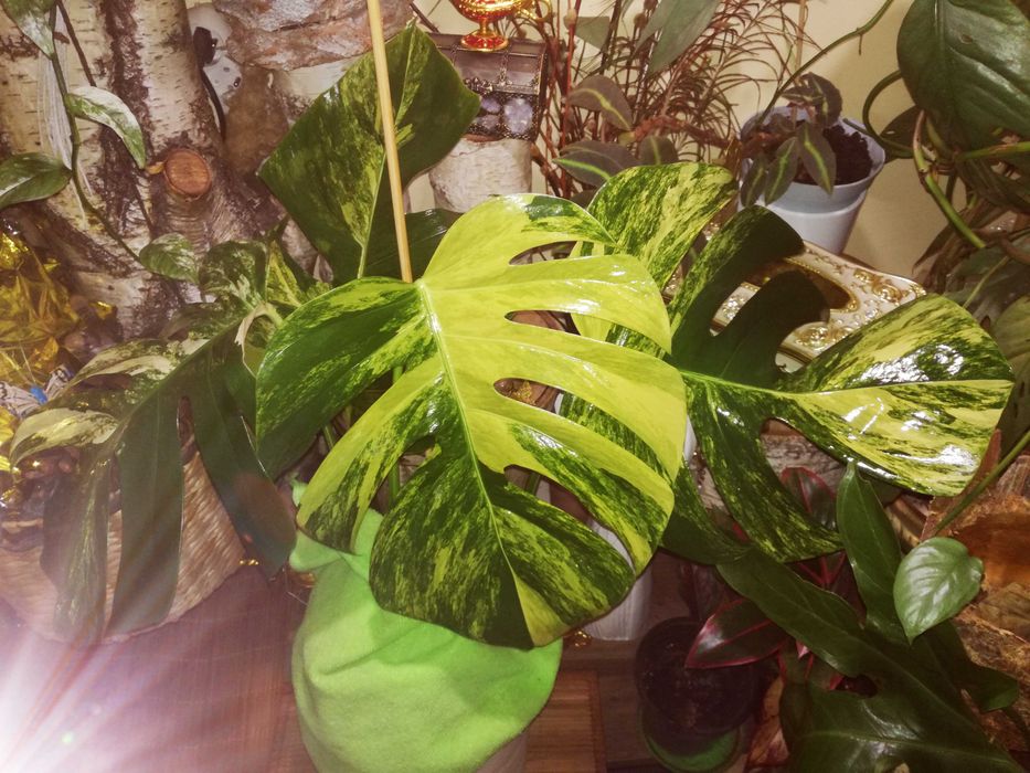 Monstera Marmorata Aurea Variegata roślina poszukiwana Philodendron
