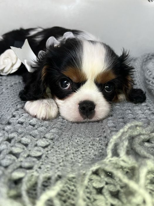 Cavalier King Charles Spaniel piesek z rodowodem