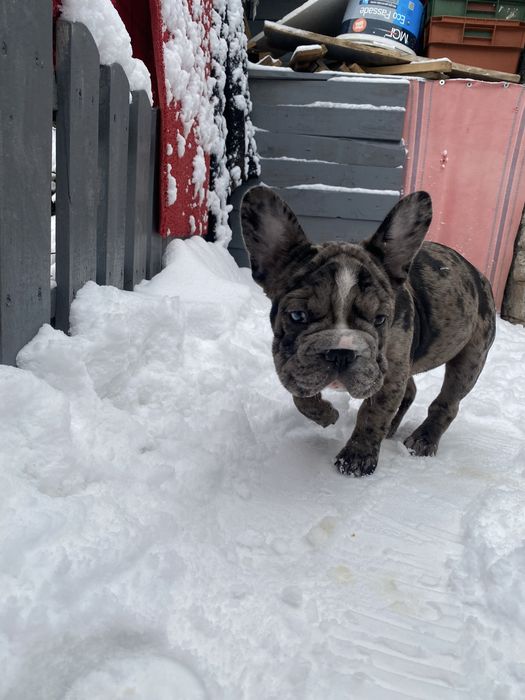 Біг Роб дівчинка