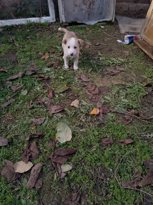 Щенки,два гладкошерстных