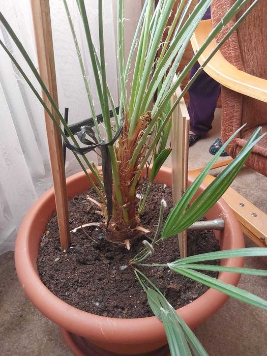 Piękna palma karłatka ponad 2m wysokości ogromna