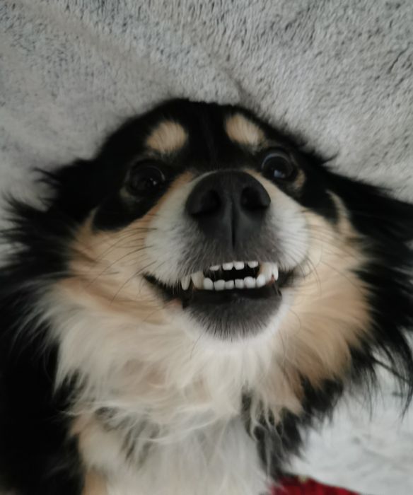 Mały łagodny psiak szuka domu