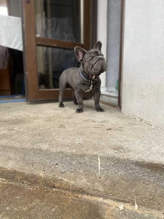 Вʼязка Французький бульдог