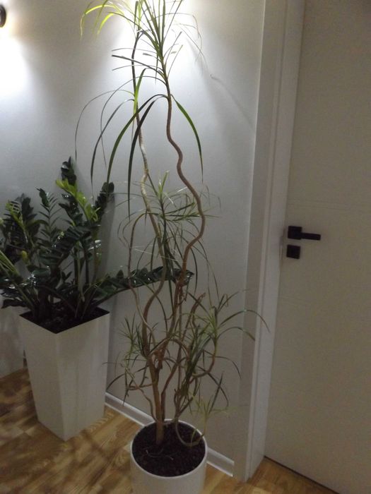 Dracena kwiatek duży zamienie na mniejszy
