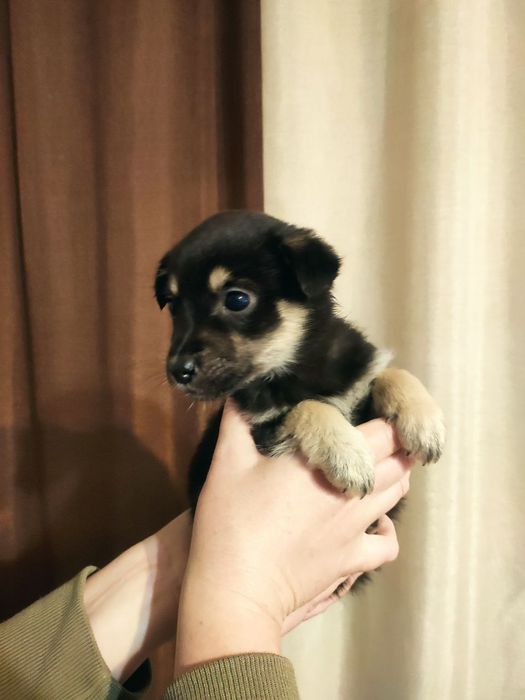 Шукає домівку собачка-дівчинка