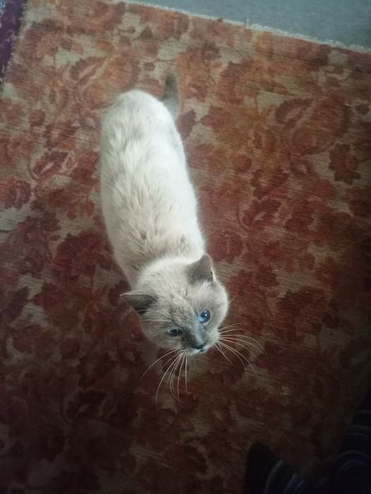 Молодий сіамський котик