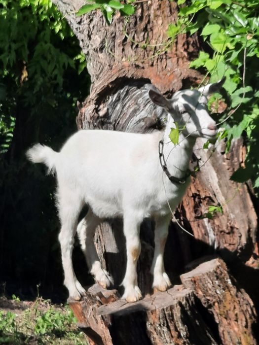 Продам  4 - місячних кізочок