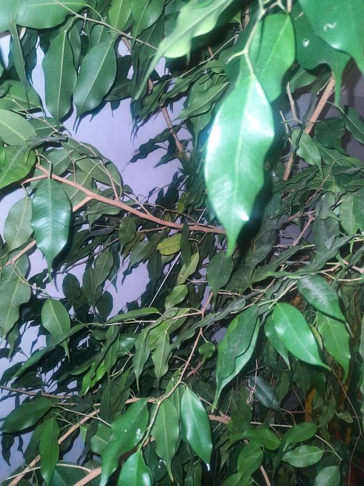 Kwiat Beniamin fikus pokojowy