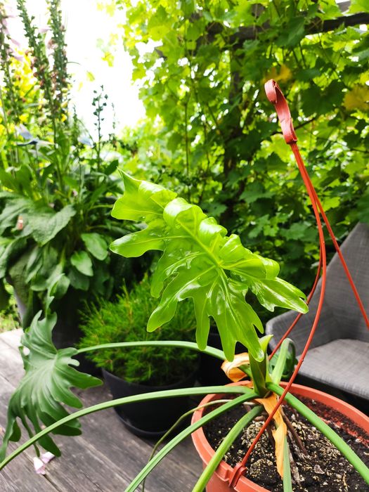 Philodendron xanadu bipinnatfidum