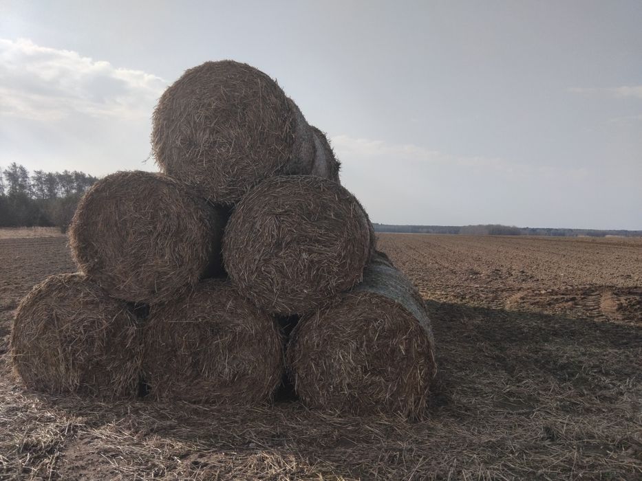 Słoma  bele 125  sezon 2025
