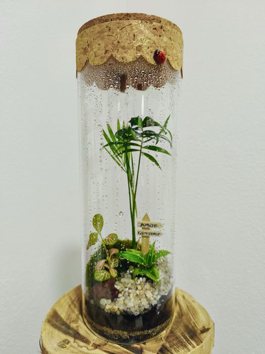 Terrários - plantas interiores