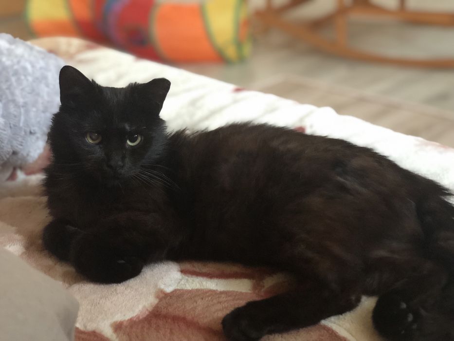 Котик Карбонель це чудо кіт