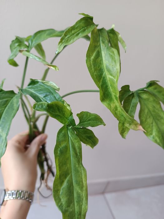 Syngonium Angustatum