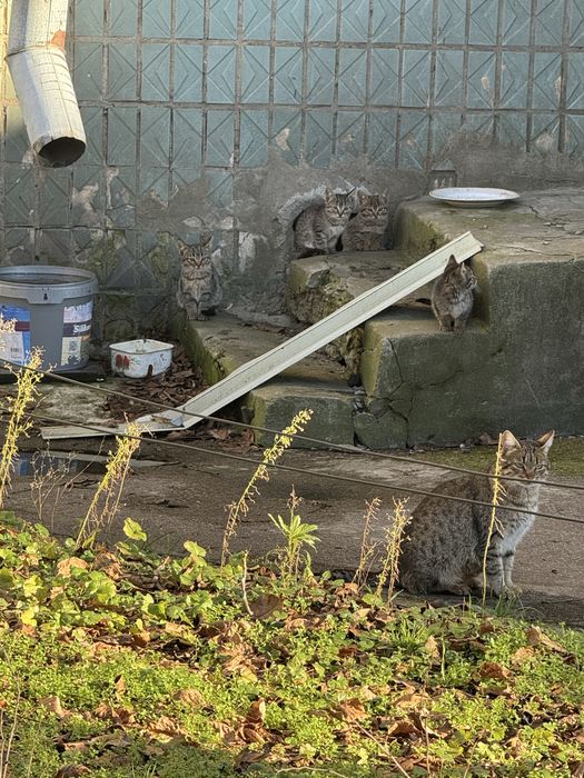 Кошенята Безкоштовно