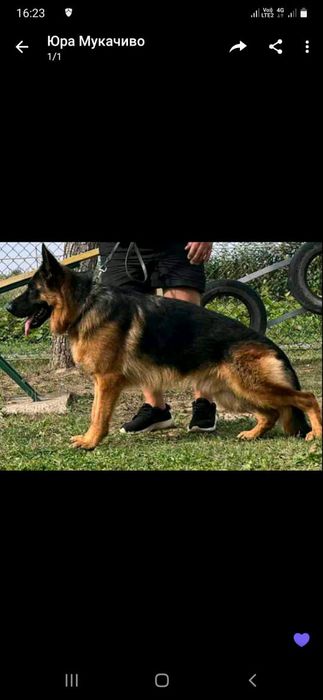 Німецька вівчарка