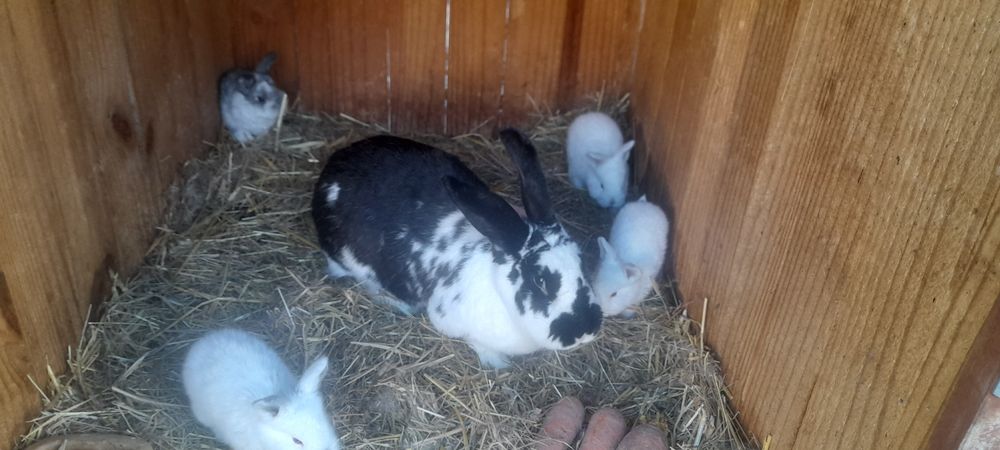 Samica mieszaniec z 4 młodymi