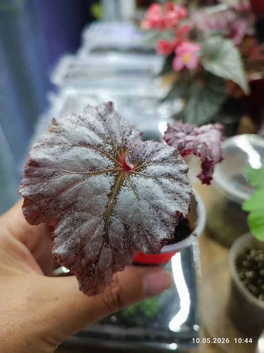 Продам дітки королівських бегоній ,вартість від 60 гривень