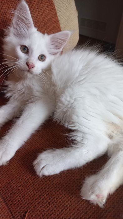 Kocurek Maine Coon