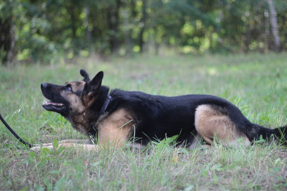 Mądry, wspaniały i przyjacielski pies na tropie domu!