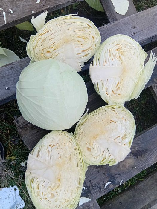 Продам Капусту Агресор