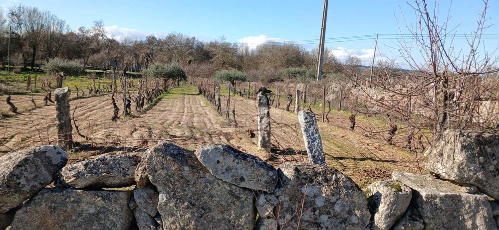 Terreno agrícola 2.734 m² com poço – Malta, Pinhel | €15 000