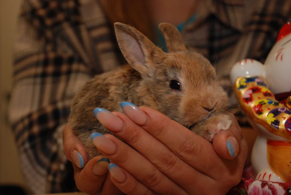 Кролик Рекс, кудрявый кролик, гипоаллергенный кролик