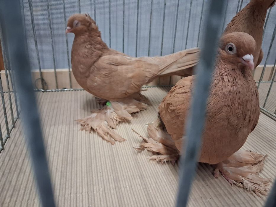 Wywrotki wschodniopruskie