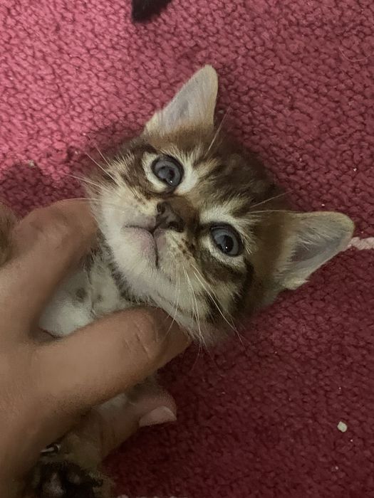 Gatinhos bebés para doar
