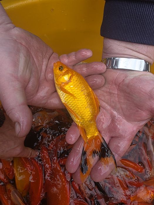 Sandacz karp koi karaś pstrąg jesiotr