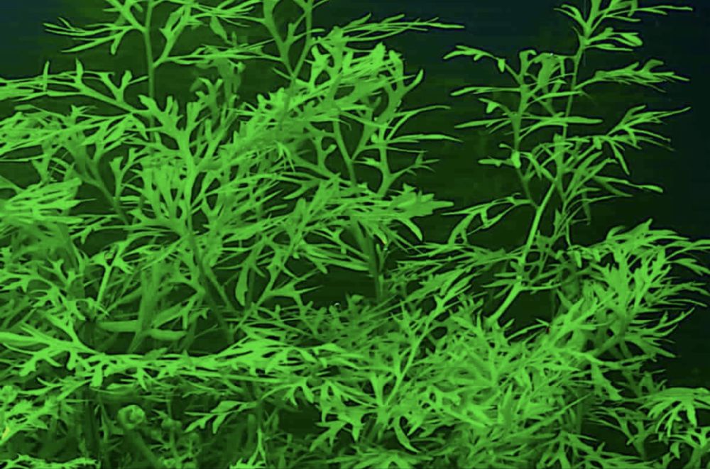 Lote plantas aquario