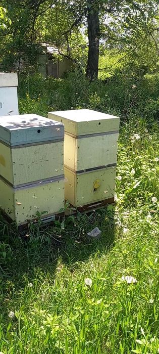 Продам пасеку з  домом и участком