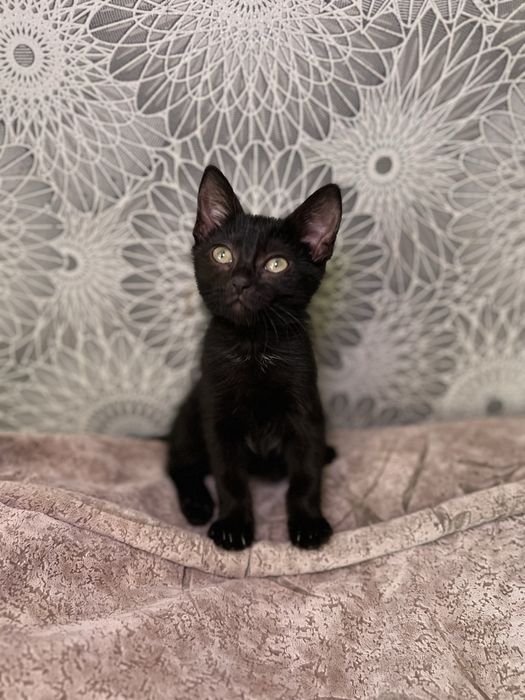 В добрые ручки , чудесный мальчишка