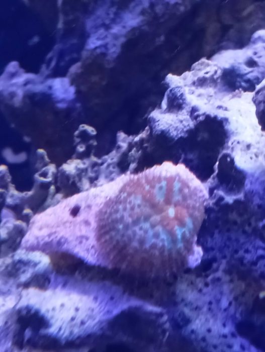 Frags de Corais moles