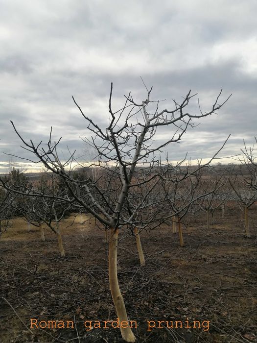 Обрізка плодового саду/Обрезка плодового сада