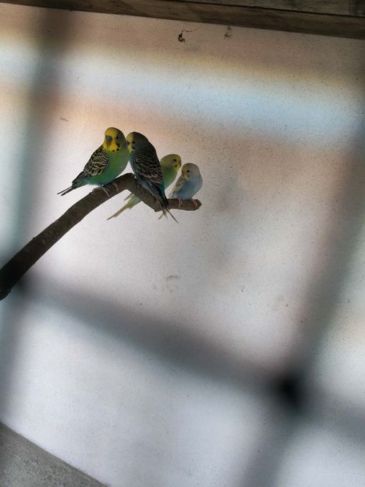 Tenho casal dos periquitos para vendo