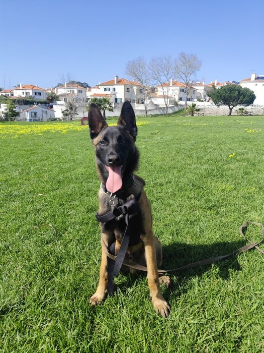 Vende-se pastor belga malinois