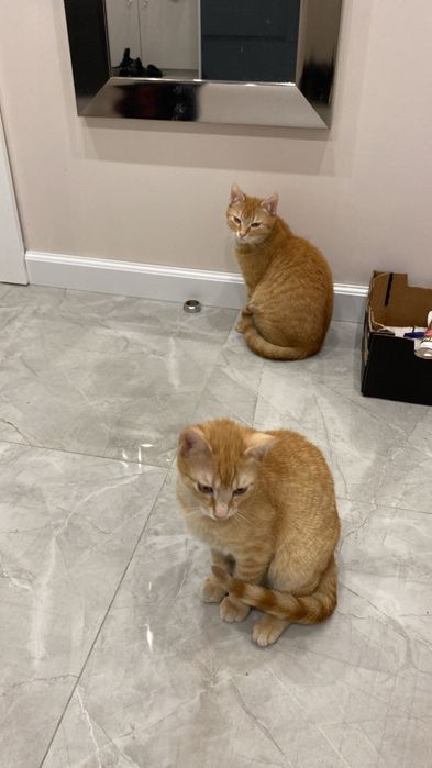 Imbir i Cynamon – dwa rude serca, jeden wspólny los.